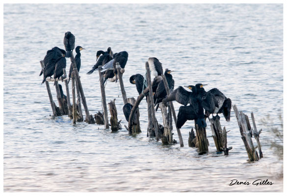 Cormorans (Vaccarès)