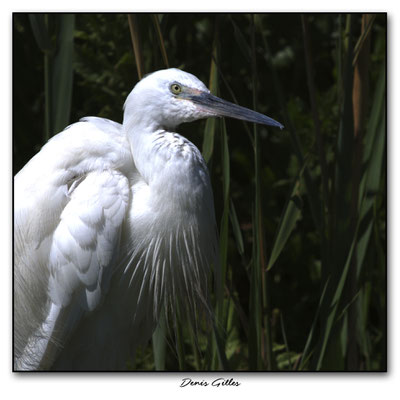 Grande Aigrette 