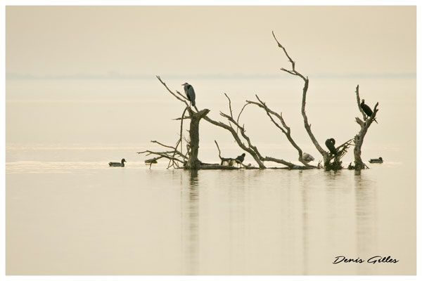 Hérons cendrés et cormorans (Vaccarès)