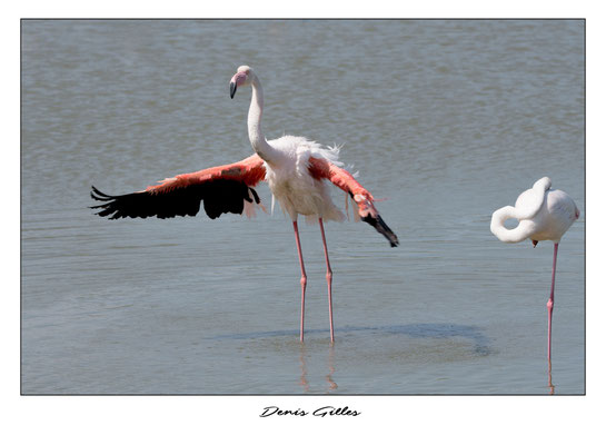 Flamants Pont de Gau