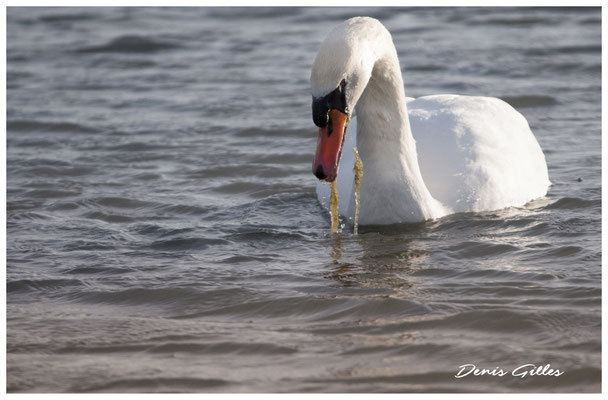 Cygne (Grau du Piemanson)
