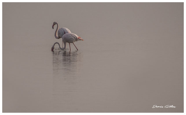 Flamants sur le Vaccarès