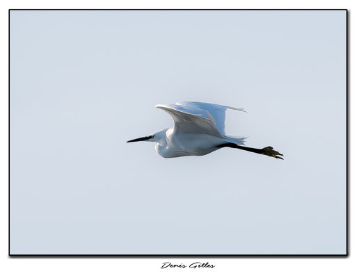 Vol de grande aigrette
