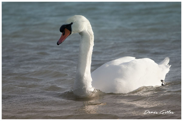 Cygne