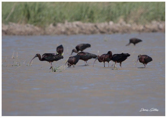 Colonie d'Ibis 