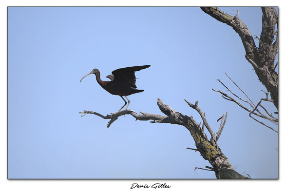 IBIS Falcinelle Préparation à l'envol