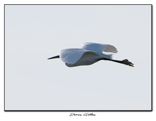 Vol de grande aigrette