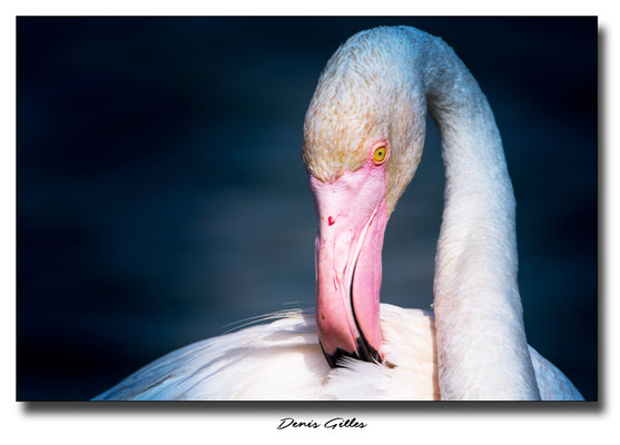 Flamant Pont de Gau