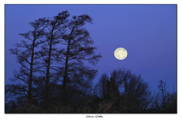 La lune du loup sur les bords du Vaccares