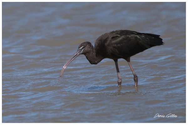 Ibis 