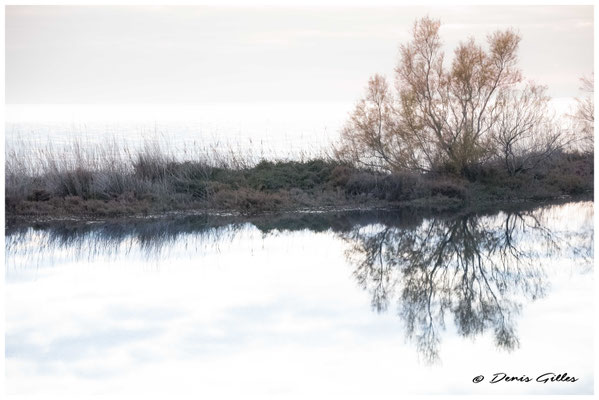Reflet sur le Vaccarès