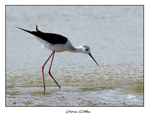 Echasse blanche