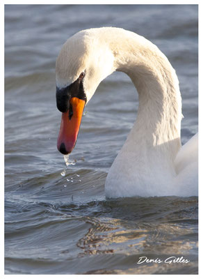 Cygne (Grau du Piemanson)