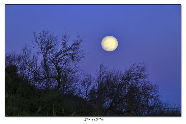 La lune du loup sur les bords du Vaccares