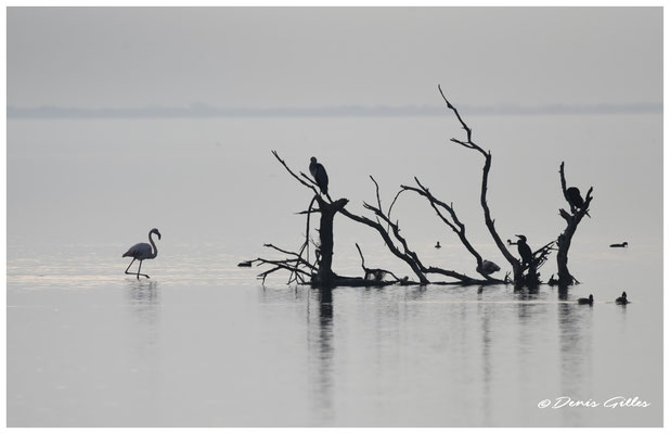 Flamants et cormorans
