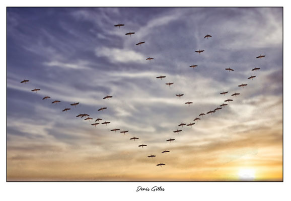 Vol caractéristique de flamants