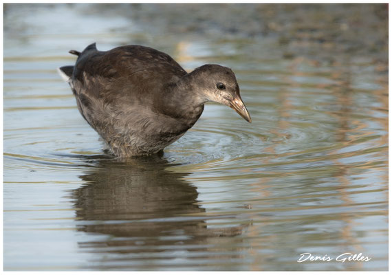 Gallinule juvénile