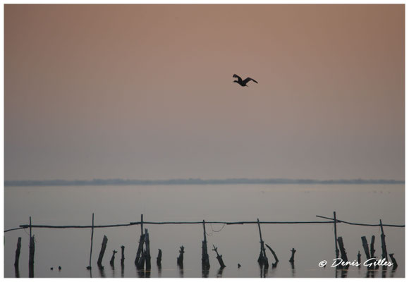 Vol d'un cormoran