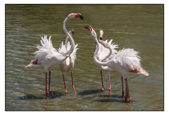 Flamants Pont de Gau parade nuptiale