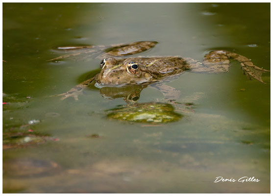 Grenouille de Graf