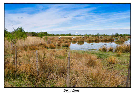 Etang de Scamandre