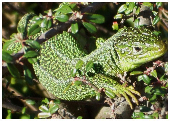 Lézard vert