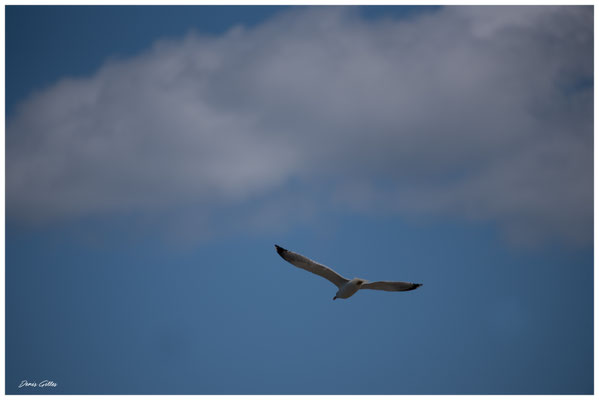 Vol de Goeland