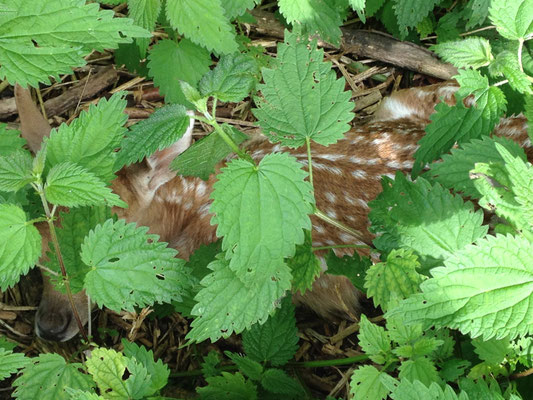 Ein Jungtier versteckt sich in Brennnesseln.