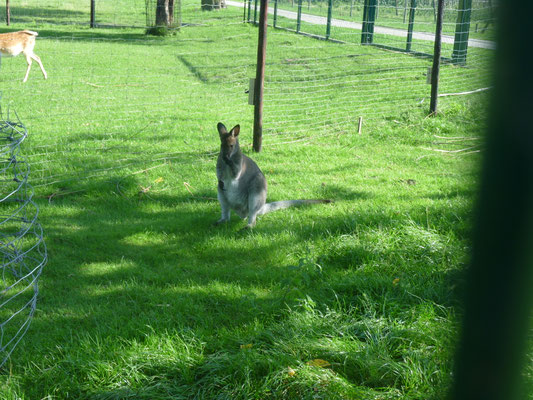 Das ist Wally, unser Bock