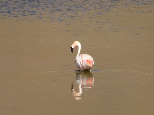 Flamant du Chili (Phoenicopterus chilensis)