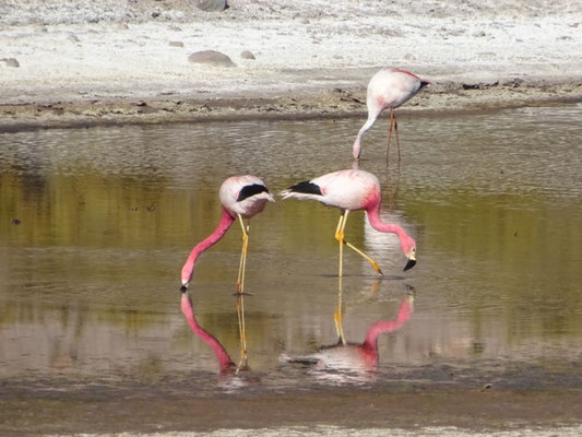 Flamant des Andes (Phoenicopterus andinus)
