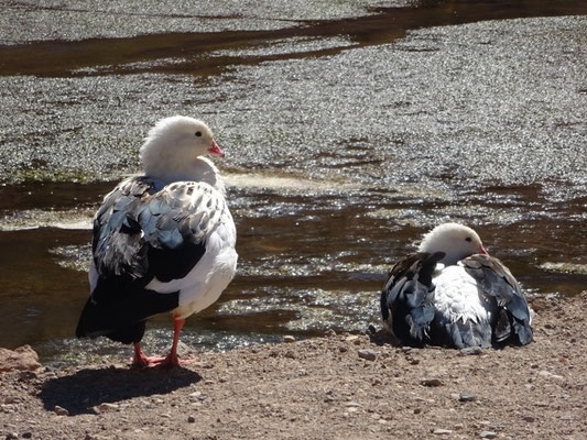 Ouette des Andes (Chloephaga melanoptera)