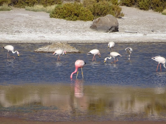 Un flamant des Andes en compagnie de flamants de James (Phoenicopterus jamesi) 