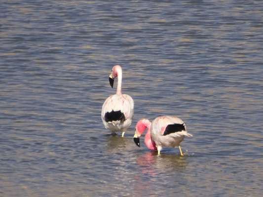 Flamants des Andes