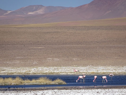 Salar de Machuca