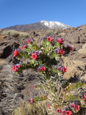 Vipérine de Tenerife 