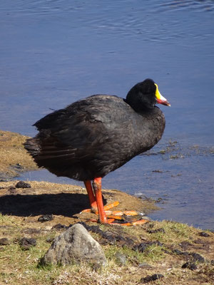 Foulque géante (Fulica gigantea)