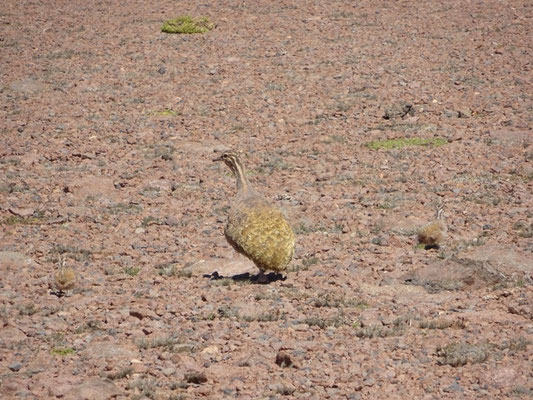Tinamou quioula (Tinamotis pentlandii)