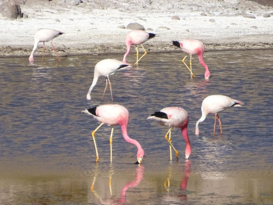 Flamants des Andes et flamants de James