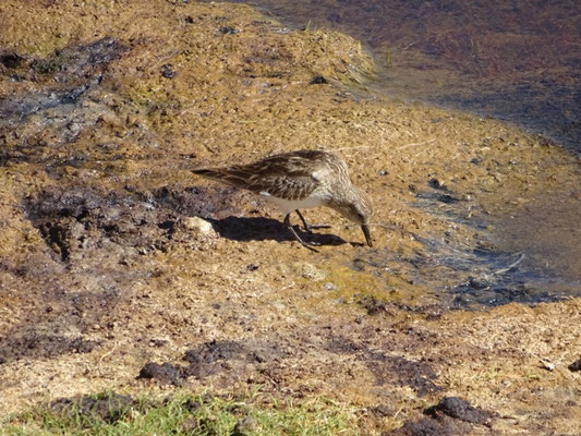 Bécasseau de Baird (Calidris bairdii)