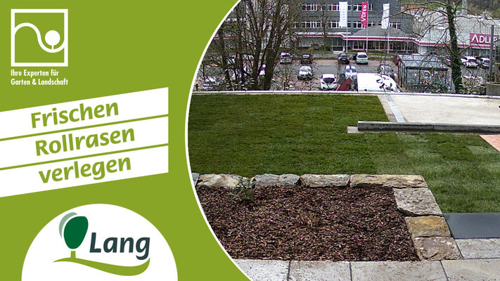  Rollrasen verlegen mit Bepflanzung | Johannes Lang Gärten in Aschaffenburg-Hösbach 