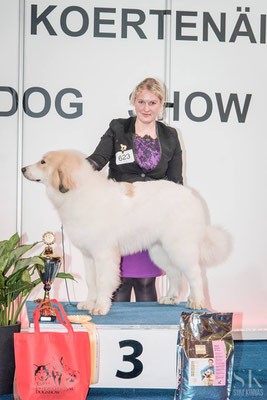 Best in Show Puppy 3 on 8.11.2015