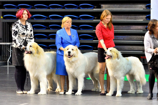 BOB Breeder class: Diego, Cornelius & Estella. Photo Kaire Meristo