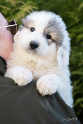 ECHO DE'CHIEN POPPY ROSE