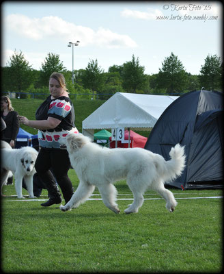 Echo de'Chien Bewitched