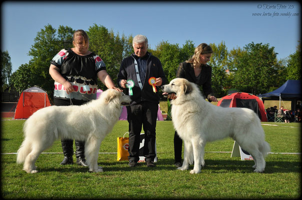 BOS - Echo de'Chien Bewitched & BOB - Chenespace Tarbesan