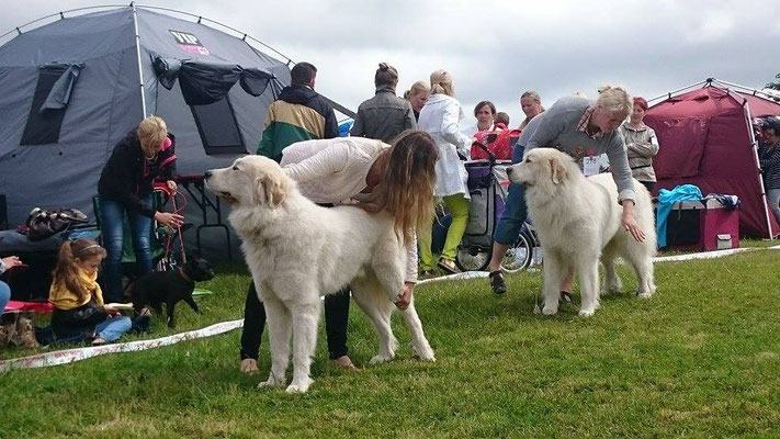 Son and father - Echo de'Chien Conrad and Echo de'Chien Aslan Warrior