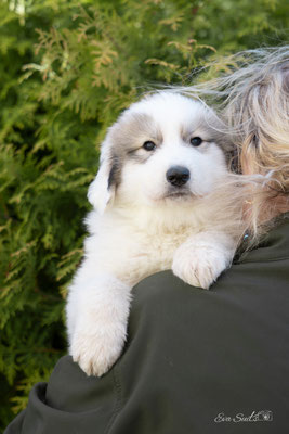 ECHO DE'CHIEN PURE PERFECTION