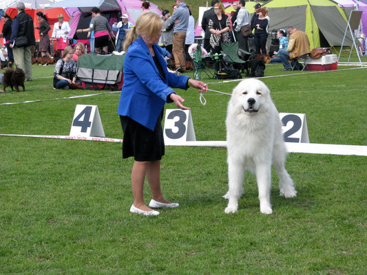 Echo de'Chien Cornelius