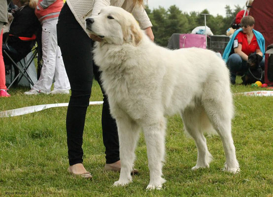 Echo de'Chien Conrad. photo Riina Kranich